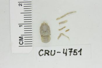Media type: image;   Invertebrate Zoology CRU-4751 Description: Preserved specimen.;